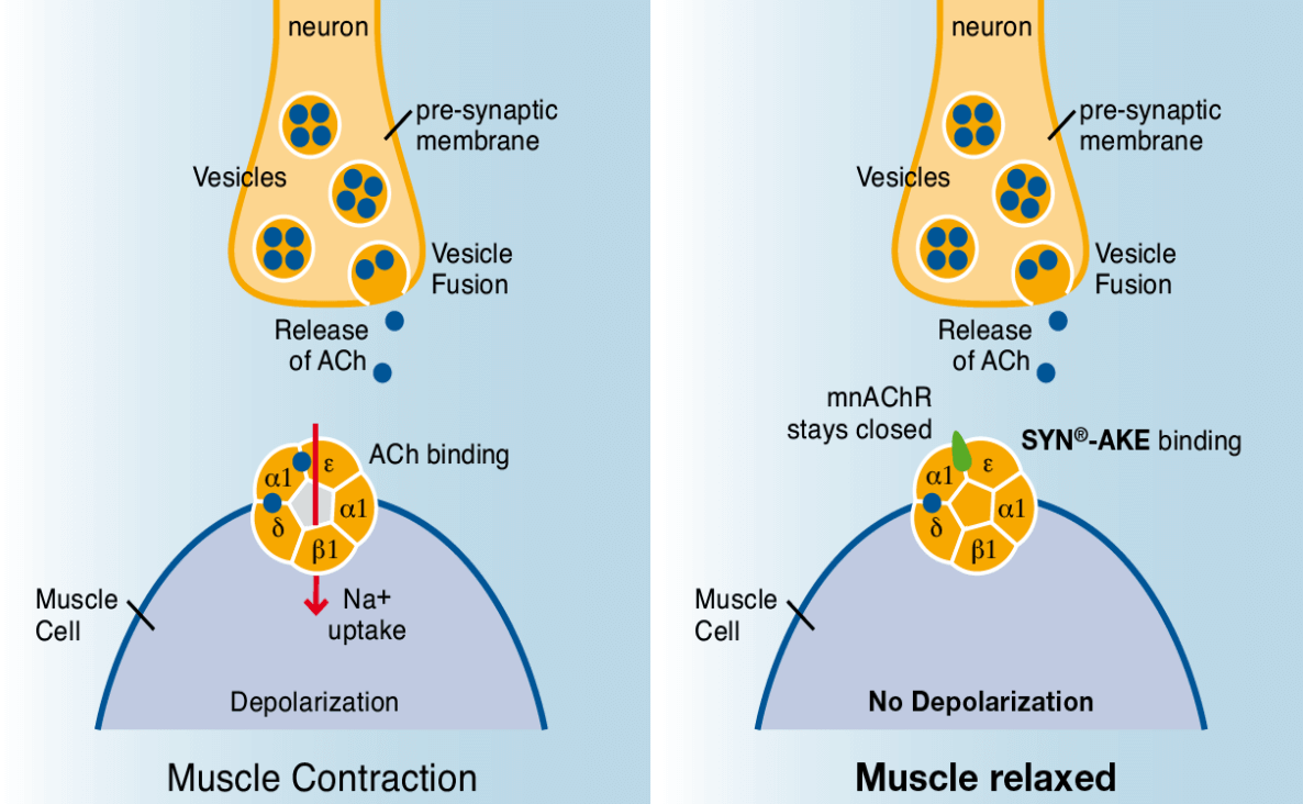 Принцип действия Син-Эйк